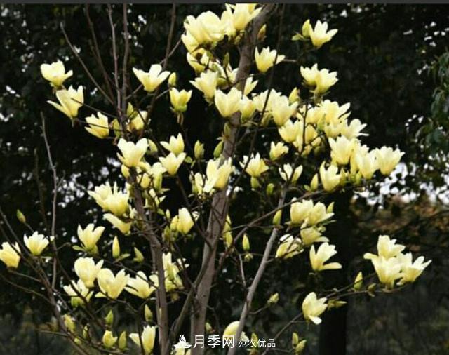 庭院栽上一棵玉兰花，春天花团锦簇，满院飘香(图4)