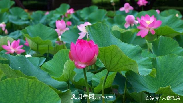 河南省各市市花，洛阳牡丹最出名，月季最受欢迎(图5)