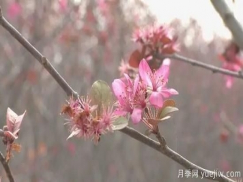 菏泽成武：千亩海棠反季节开花，逆袭深秋成一景