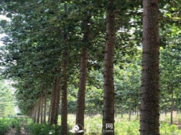 河南周口：培育出不飞絮的杨树新品种
