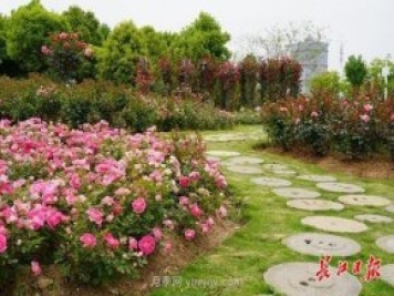 武汉满街月季开放，近百座公园进入盛花期