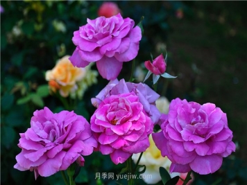 南昌滨江月季园，带你去看天下风流的江西月季花
