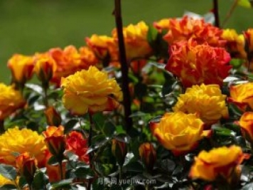 安阳市滑县森林公园月季花开放，赏花打卡正当时