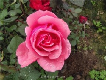 晚春唐诗玫瑰6首：折得玫瑰花一朵，凭君簪向凤凰钗