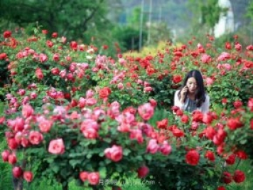花卉旅游，“花为媒”带动“美丽经济”升级