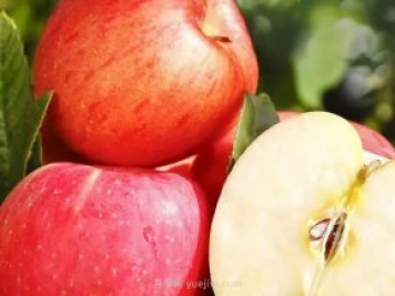 热门的23种苹果的品种产地及成熟时间知识