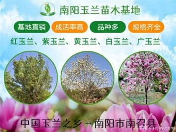 行道树的分类，常见的常绿行道树品种有哪些？