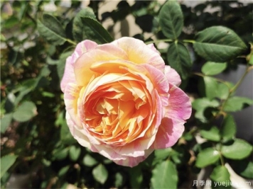 100种玫瑰花的名字，来了解下不同颜色的品种月季