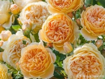 大花香水月季的养护方法，分享10种花香飘满屋