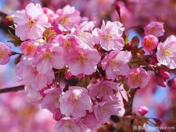 园林绿化中常见的樱花品种主要有哪些？