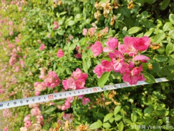 安吉拉月季盆栽苗，60厘米高基地发货