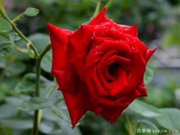 2023年情人节十大玫瑰品种销量榜，卡罗拉位居首位