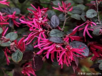 红花檵木花团簇锦，广泛用于园林造景
