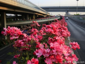30万株新品种，杭州高架月季会带来什么样的惊喜？