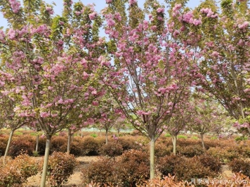 樱花树几年可以开花？日本晚樱开花的观赏价值
