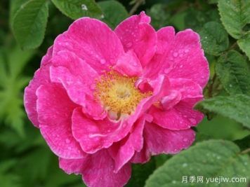 法国蔷薇月季/高卢红/药剂师玫瑰。