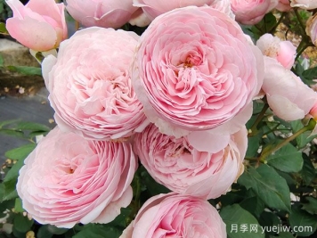 19朵粉色玫瑰花语是什么？