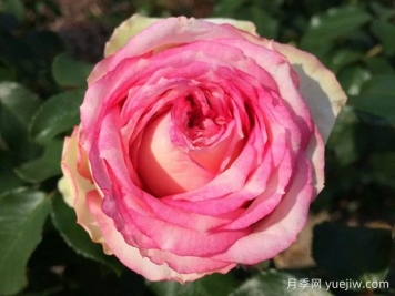 我的玫瑰月季/我的花