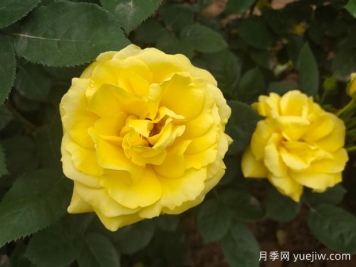 黄玫瑰的花语是什么？黄玫瑰的寓意和象征