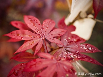 日本红枫、美国红枫、中国红枫到底有何不同？