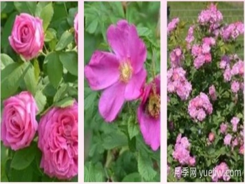 轻松区分月季、玫瑰和蔷薇ROSE三姐妹，不再迷茫于爱情花海
