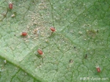 月季常见病虫害之红蜘蛛的习性和防治措施