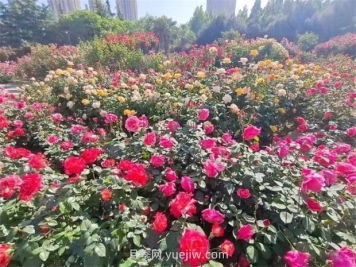 郑州月季公园40万株月季竞相绽放，感受花漾生活