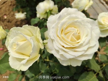十一朵白玫瑰的花语和寓意