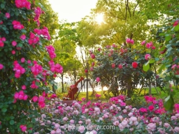 上海前滩休闲公园，月季花海盛景等你赏
