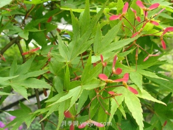 鸡爪槭和红枫的区别，四大不同之处