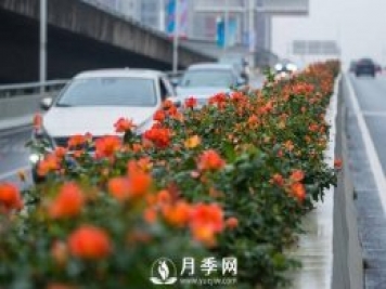 月季花期可调控，看武汉10月中旬月季花艳丽开放