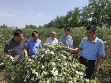 唐河唐栀子，地标农产品成农民增收致富的朝阳产业
