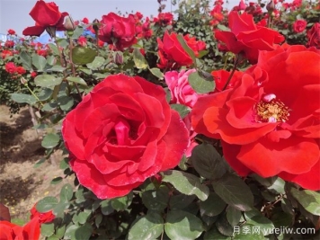 月季、玫瑰、蔷薇分别是什么？如何区别？