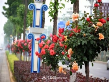 河北北京天津树状月季成风景线，四季应该怎么养护？