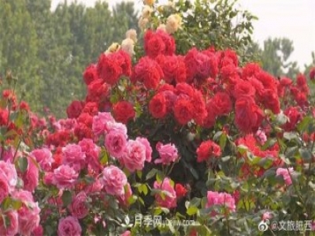 肥西县三河镇百亩树状月季园：花开正艳，产业增收