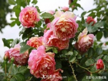 河南省各市市花，洛阳牡丹最出名，月季最受欢迎