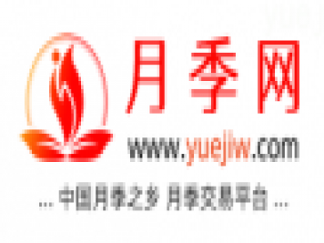 中国上海龙凤419，月季品种介绍和养护知识分享专业网站