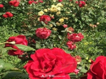 山西运城农民柳庚申建当地精品月季园，种植300多个月季花品种