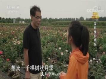 央视《田间示范秀》播出南阳月季种植故事《花田里的烦恼》
