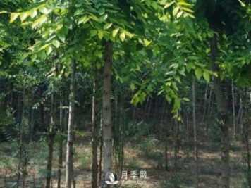 白玉兰树的种植方法